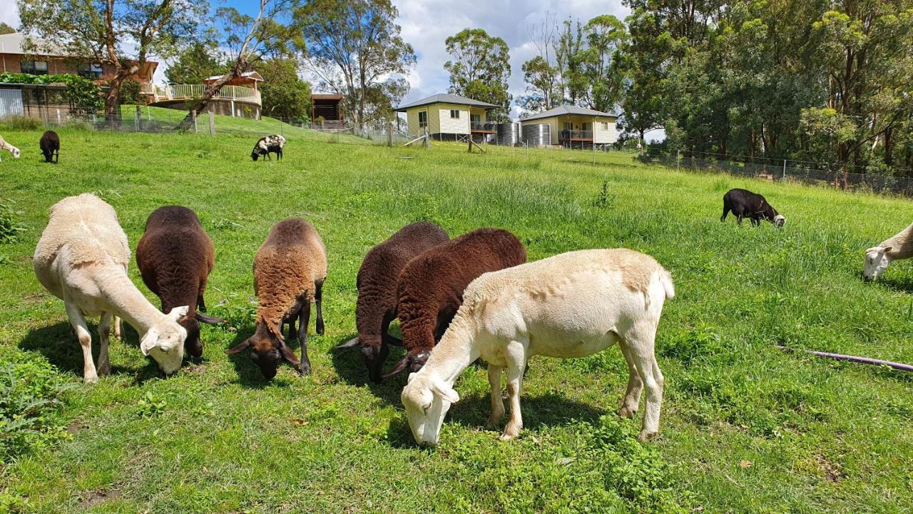 Blueberry Hills On Comleroy Farmstay - Self-Contained Cottages Kurrajong Esterno foto