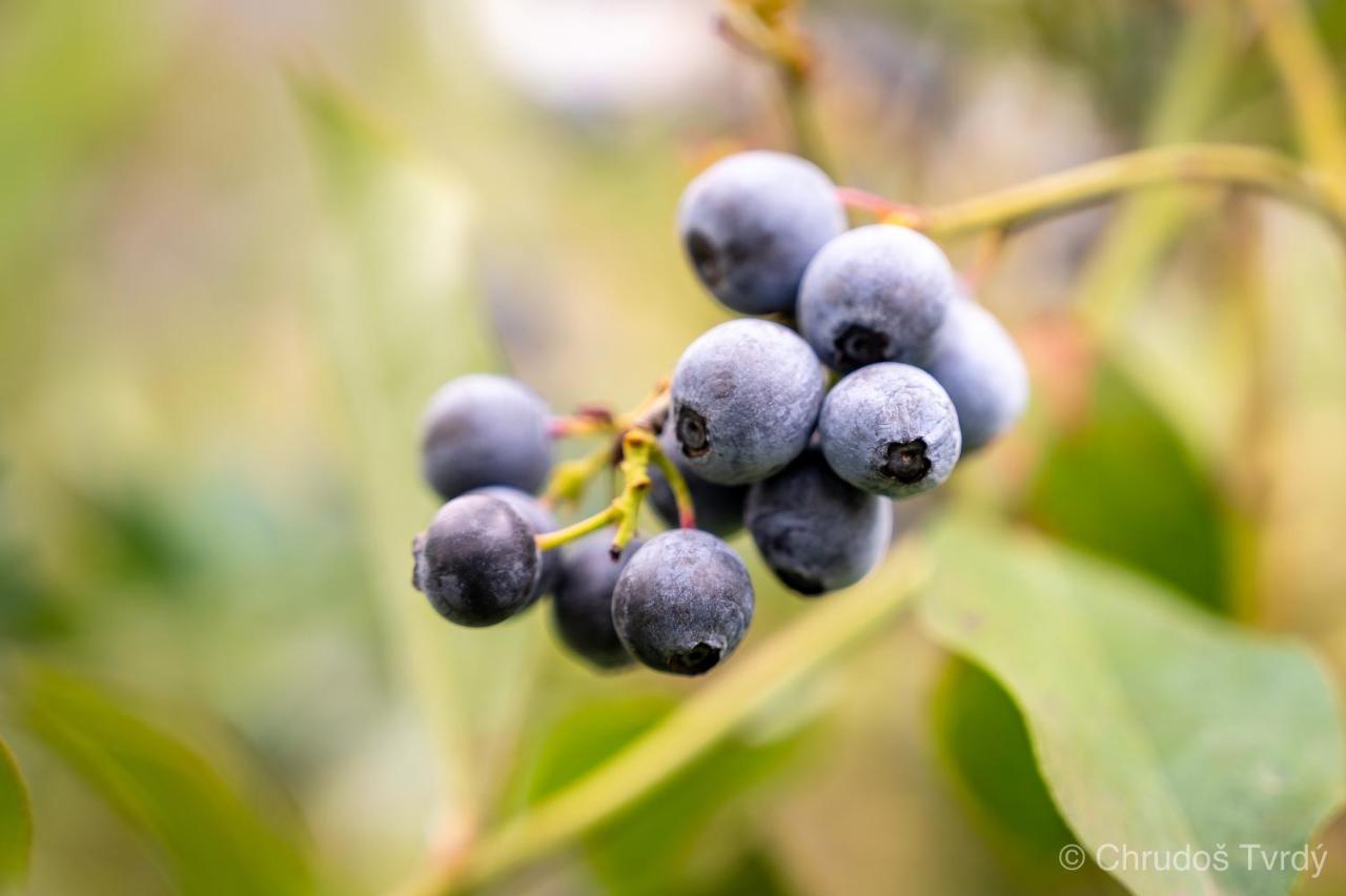 Blueberry Hills On Comleroy Farmstay - Self-Contained Cottages Kurrajong Esterno foto