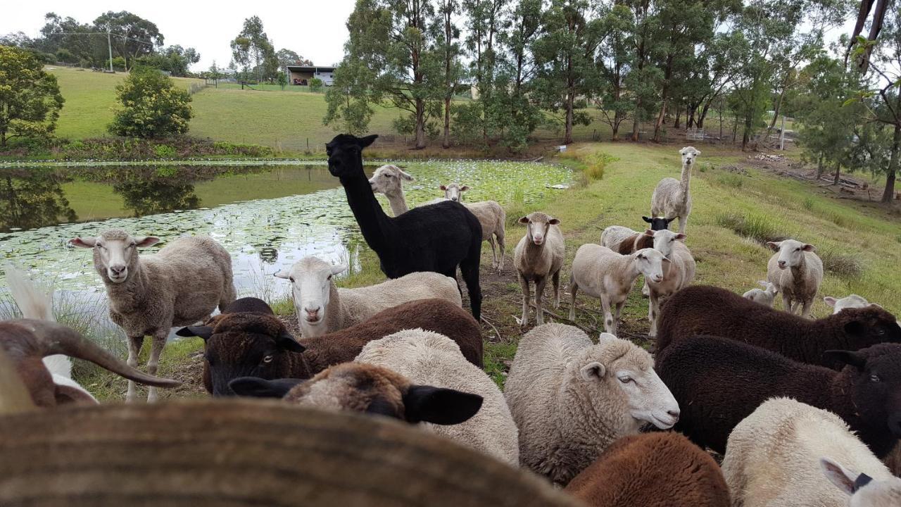 Blueberry Hills On Comleroy Farmstay - Self-Contained Cottages Kurrajong Esterno foto